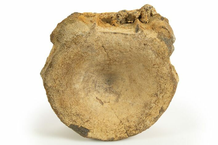 Fossil Ichthyosaur (Brachypterygius) Vertebra - England #316883